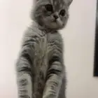 قط شيرازي للبيع مع أغراضه