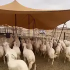 رخال صنف للبيع