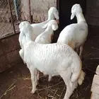 4 بهم