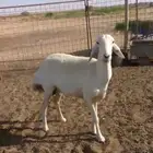 حريه ثنيه خلفه
