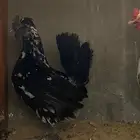 دجاج حباحب ديك ودجاجتين