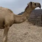 ناقه لقحه اول لقاح لها