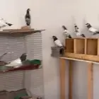 للبيع مجموعه باكستانيات بيور