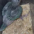 فرخ دره هولندي
