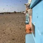عسل سمره من مناحلنا