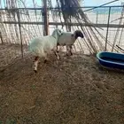 جذعه وسديس