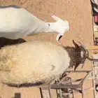 ذبايح سواكن ونعيم