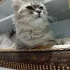 الى اصحاب القلوب الرحيمةقط للتبنى