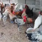 ديوك للبيع البكيرية