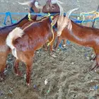 جذعان محايلي