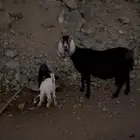 معزا معاها 2 واحده معاها واحد معاها تيوس