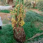 نخيل البيع الرياض الدرعيه الخرج الدلم الحاير حوطة بني تميم