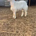 خروف جذع فحل