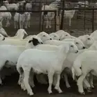 للبيع طليان فل شحم