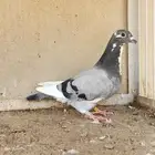 فردة بيور برانغا