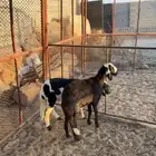 رخل وطلي مهجنه تيلاد