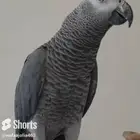 كاسكو افريقي