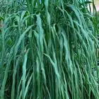 شتلات علف بونيكام استرالي