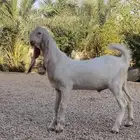 تيس مطور اجممم