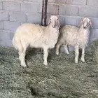 خروفين على الشرط