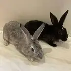 ارانب للبيع البيع كلهن ب 20  ذكر وانثى