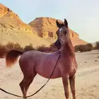 مهرة واهو جميلة