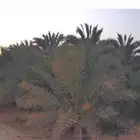 ثمر نخل للبيع