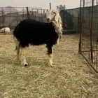 رخل جذعه صنف