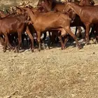 معزاء دهم للبيع