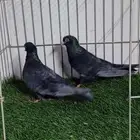 حمام صنعاني اندنيشن