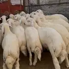 ذبايح طليان حري سواكن مع الذبح والتوصيل