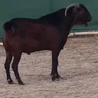 فحل ادهم ولد كلهاري منتج فواخر للبيع