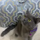 قطط للبيع (قطة للبيع سكوتش ستريت)