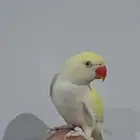 دره هولندي اينو