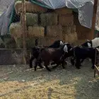 تيوس للبيع عوارض