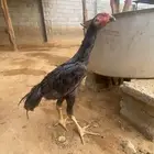 شامو الماني