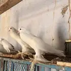 للبيع نفاخ