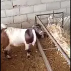 تيوس وجفار