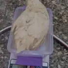 مطلووب سمان عملاق