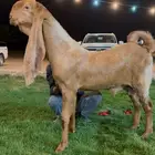 جفر هولندي مشروع فحل اصفر. لاهل الزين