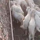طليان بالقنفذه