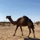 عشراء صفراء طيبه