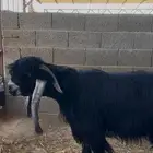 تيس عارضي شكر .