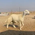 مشروع فحل حري رقم 1