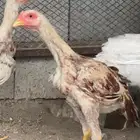 صوص باكستاني للبيع