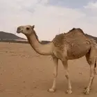 بكره للبيع كفو
