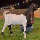 تم البيع جفر هولندي مشروع فحل لاهل الزين