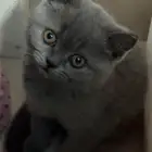 سكوتش شهرين للبيع