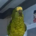 بلوفرينتدد