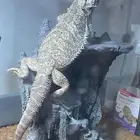 Bearded Dragon